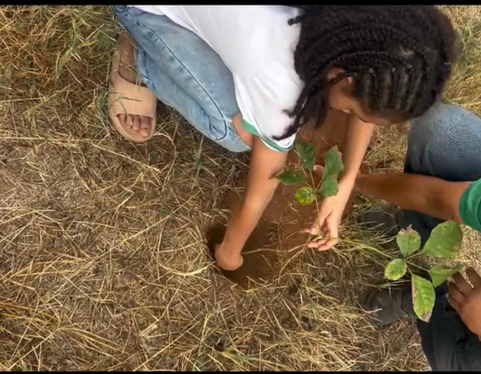Mãos plantando uma muda — educação ambiental